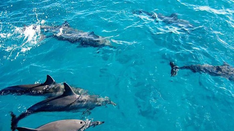 Zanzibar: Jozani Forest National Park and Dolphin Encounter
